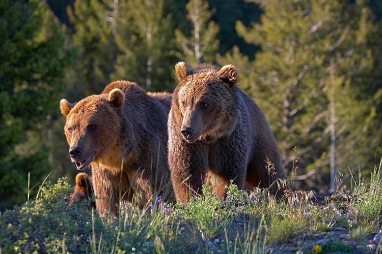 Picture of GRIZZLY BEAR CUBS