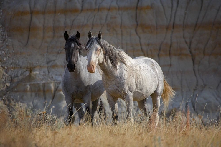 Picture of WILD HORSES BADLANDS NATL PARK SD