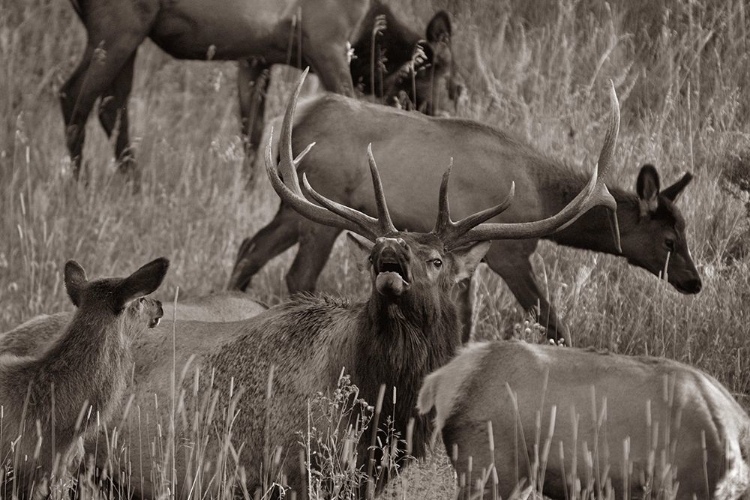 Picture of BULL ELK BUGLING WITH HAREM-COLORADO SEPIA