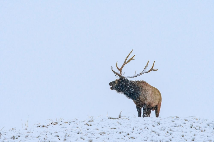 Picture of BUGLING ELK-YELLOWSTONE NATIONAL PARK-WYOMING