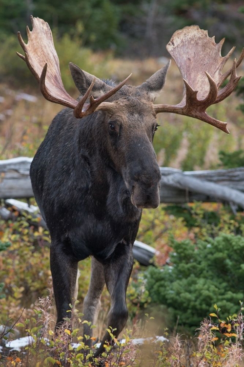 Picture of BULL MOOSE-GLACIER NATIONAL PARK-MONTANA,