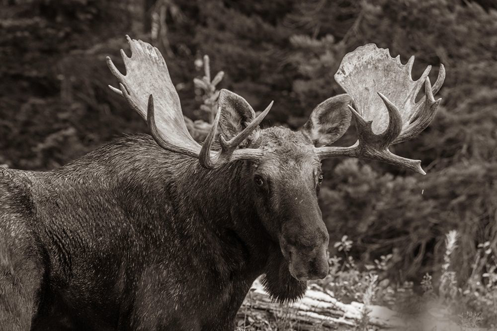 Somerset House - Images. BULL MOOSE-ROCKY MOUNTAINS GLACIER NATIONAL ...