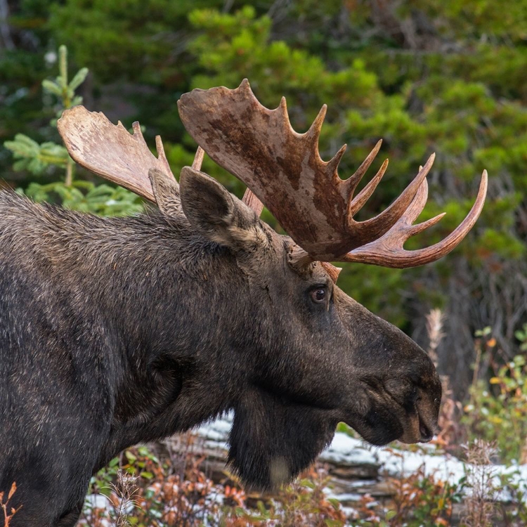 Picture of BULL MOOSE-GLACIER NATIONAL PARK-MONTANA,