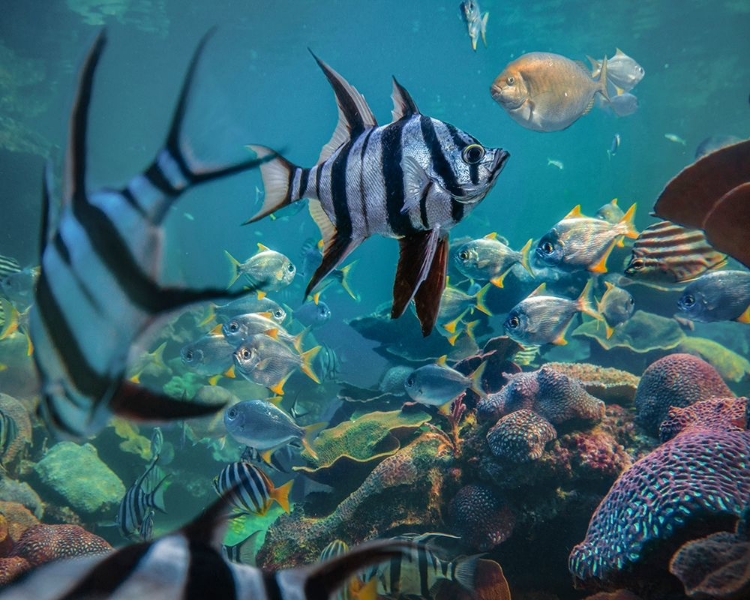 Picture of ANGEL FISH AND FUSILIERS-PERTH AQUARIUM-AUSTRALIA