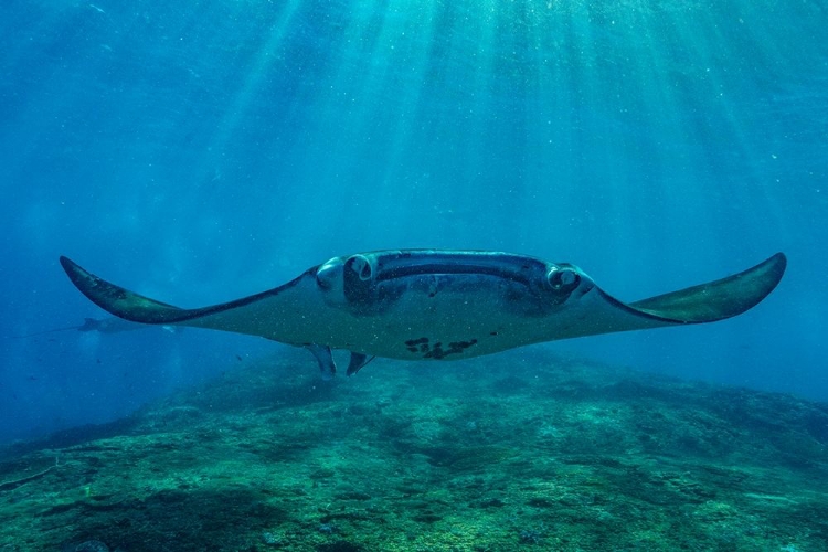 Picture of REEF MANTA RAYS-PENIDA ISLAND-INDONESIA