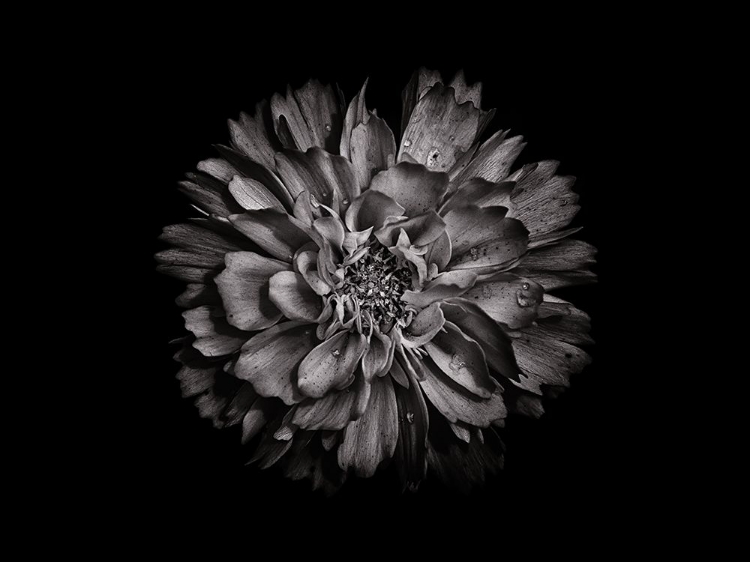 Picture of BACKYARD FLOWERS BLACK AND WHITE 79