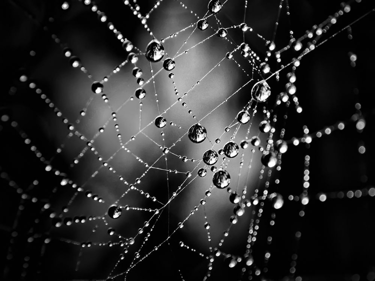 Picture of SPIDERWEB NO 3