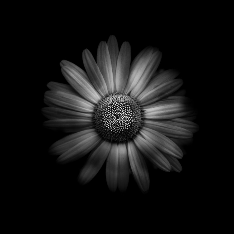 Picture of BLACK AND WHITE DAISY 1