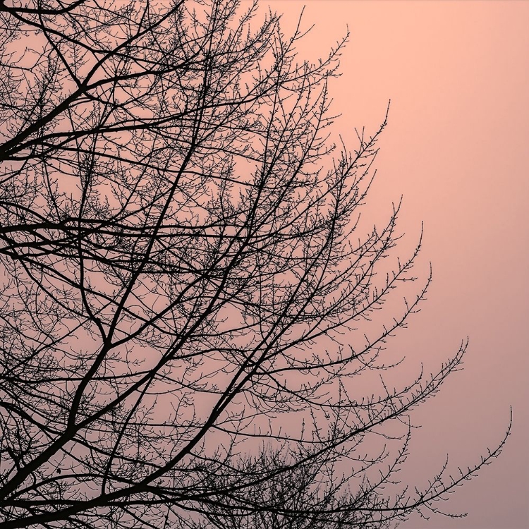 Picture of TREE SILHOUETTE II BLACK ON PINK