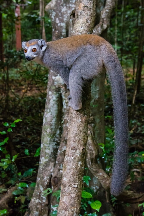 Picture of MADAGASCAR-ANKARANA-ANKARANA RESERVE CROWNED LEMUR SHOWING OFF HER LONG TAIL