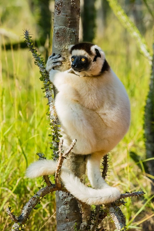 Picture of MADAGASCAR-BERENTY-BERENTY RESERVE VERREAUXS SIFAKA IN A ALLUAUDIA PROCERA TREE