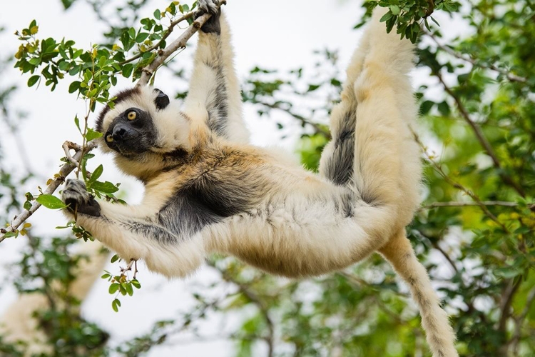 Picture of MADAGASCAR-BERENTY-BERENTY RESERVE VERREAUXS SIFAKA EATING LEAVES IN A TREE