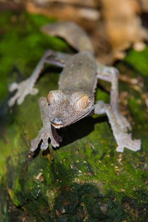 Picture of MADAGASCAR-MAROZEVO-PEYRIERAS REPTILE FARM COMMON LEAF-TAILED GECKO UROPLATUS FIMBRIATUS