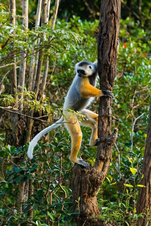 Picture of MADAGASCAR-ANDASIBE-VAKONA LODGE-LEMUR ISLAND DIADEMED SIFAKA CLIMBING A TREE