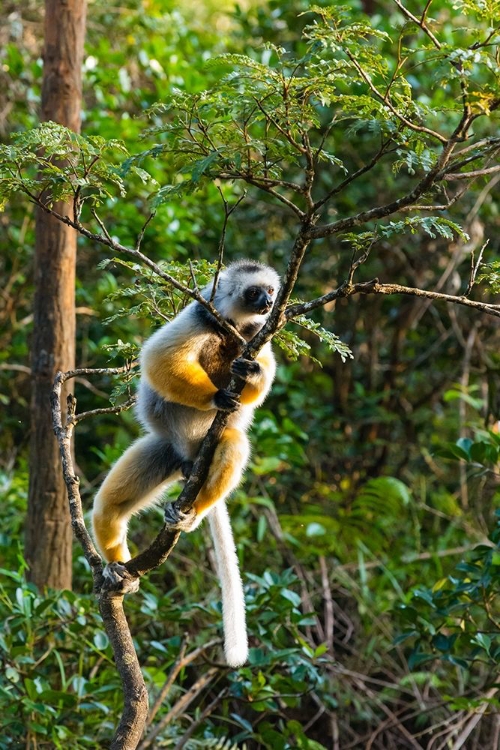 Picture of MADAGASCAR-ANDASIBE-VAKONA LODGE-LEMUR ISLAND DIADEMED SIFAKA IN A TREE