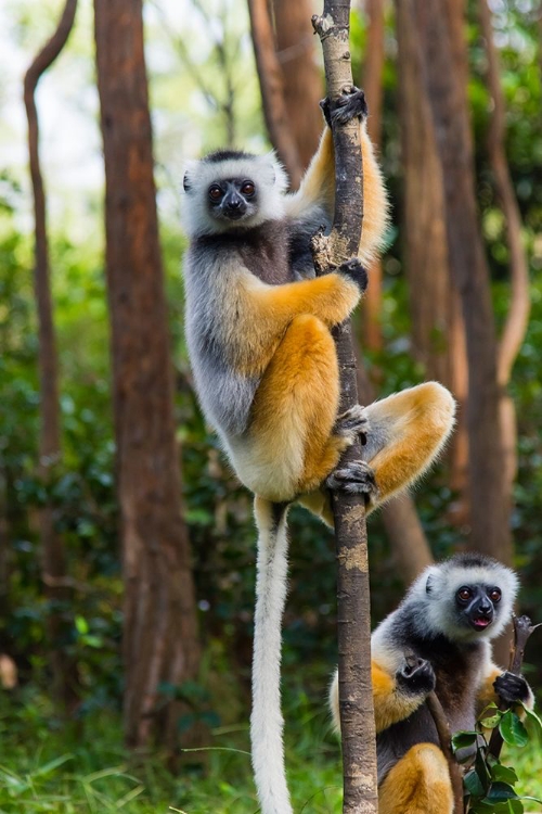 Picture of MADAGASCAR-ANDASIBE-VAKONA LODGE-LEMUR ISLAND DIADEMED SIFAKAS IN A TREE