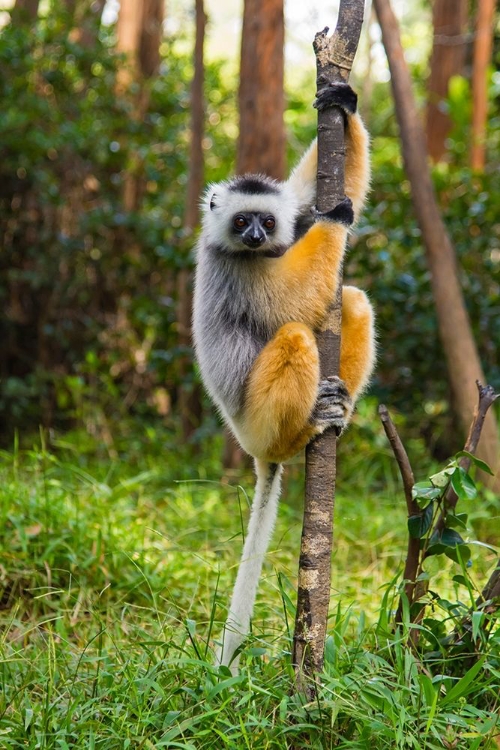 Picture of MADAGASCAR-ANDASIBE-VAKONA LODGE-LEMUR ISLAND DIADEMED SIFAKA IN A TREE