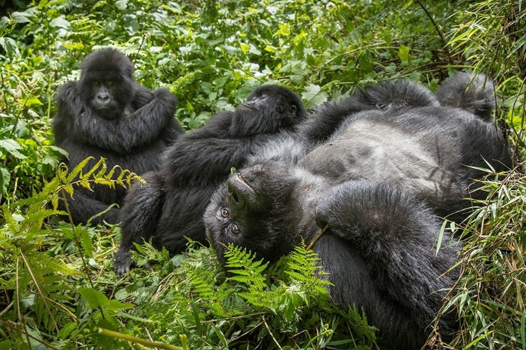 Picture of AFRICA-RWANDA-VOLCANOES NATIONAL PARK-MOUNTAIN GORILLAS RESTING IN RAINFOREST