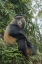 Picture of AFRICA-RWANDA-VOLCANOES NATIONAL PARK-GOLDEN MONKEY IN VIRUNGA MOUNTAINS