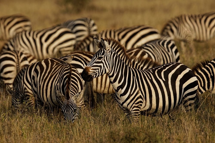 Picture of BURCHELLS ZEBRA-EQUUS BURCHELLII-SERENGETI NATIONAL PARK-TANZANIA-AFRICA