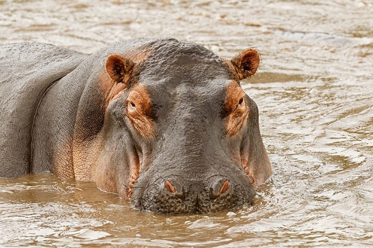 Picture of HIPPOPOTAMUS-HIPPOPOTAMUS AMPHIBIUS-SERENGETI NATIONAL PARK-TANZANIA-AFRICA