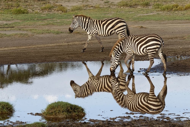 Picture of BURCHELLS ZEBRA AND REFLECTION-EQUUS BURCHELLII-SERENGETI NATIONAL PARK-TANZANIA-AFRICA