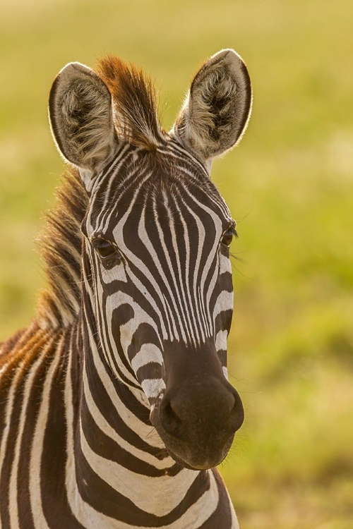 Picture of AFRICA-TANZANIA-SERENGETI NATIONAL PARK CLOSE-UP OF YOUNG PLAINS ZEBRA 