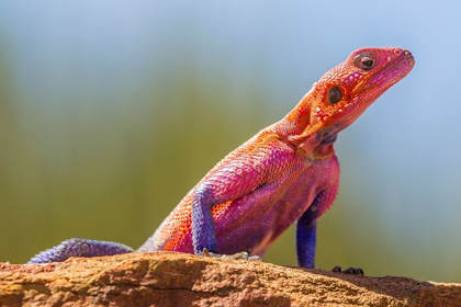 Picture of AFRICA-TANZANIA-SERENGETI NATIONAL PARK AGAMA LIZARD CLOSE-UP 