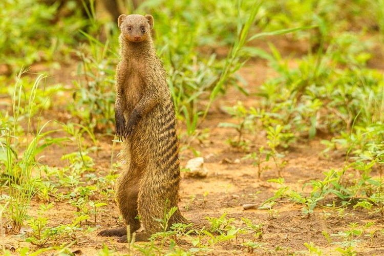 Picture of AFRICA-TANZANIA-TARANGIRE NATIONAL PARK BANDED MONGOOSE CLOSE-UP 