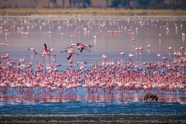 Picture of LESSER FLAMINGOS REST AND FEED IN LAKE MAGADI INSIDE NGORONGORO CRATER-TANZANIA