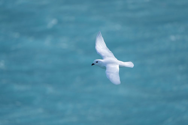 Picture of ANTARCTICA-SOUTH GEORGIA ISLAND-COOPERS BAY SNOW PETREL FLYING ABOVE DRYGALSKI FJORD 