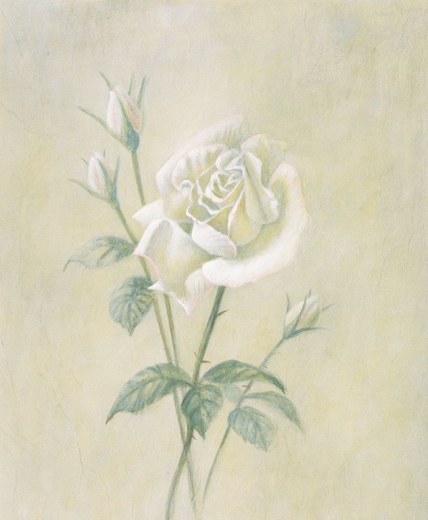 Picture of WHITE ROSE