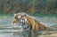 Picture of BENGAL TIGER