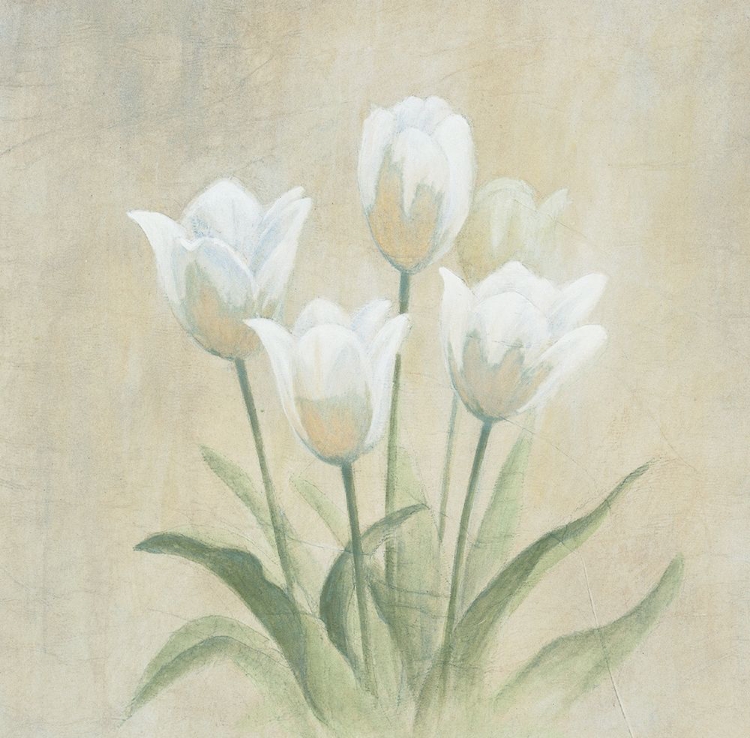 Picture of WHITE TULIPS