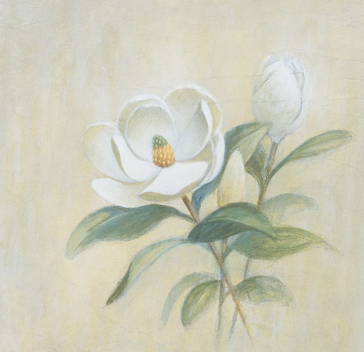 Picture of WHITE FLOWER