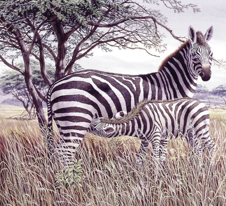 Picture of ZEBRAS