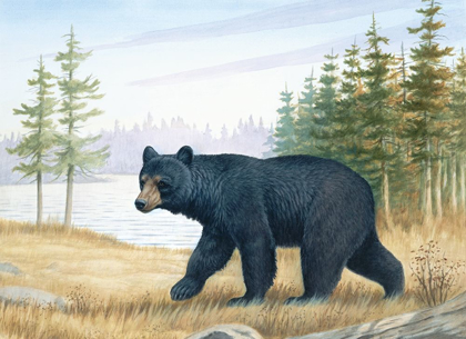 Picture of BLACK BEAR