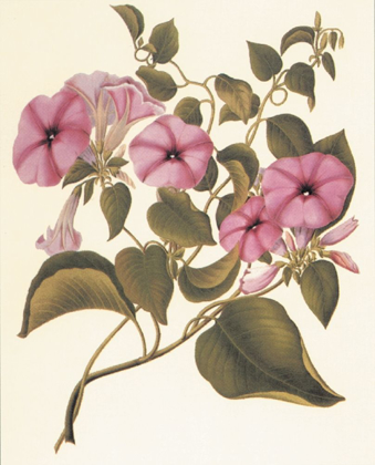 Picture of BOTANICAL I