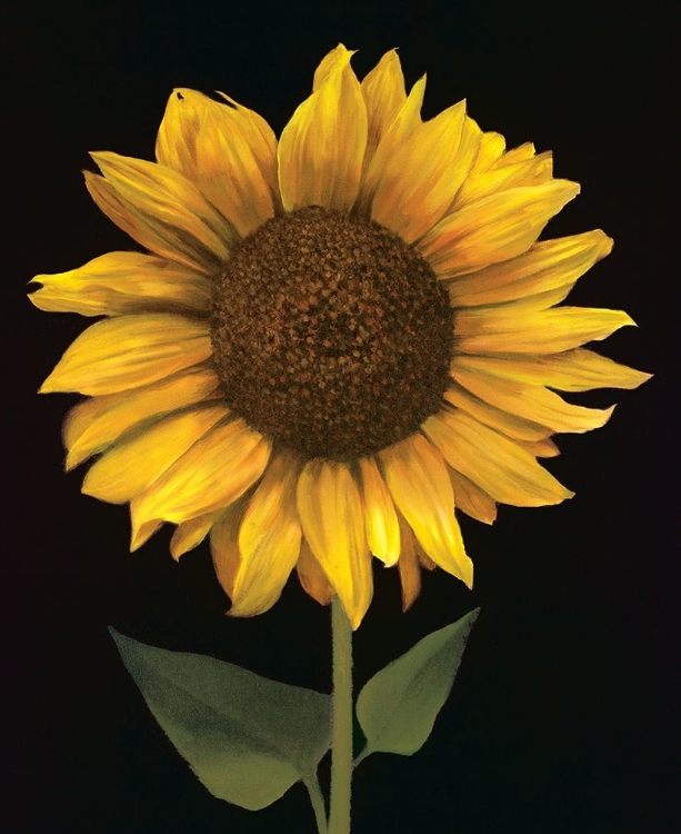 Picture of SUNFLOWER I