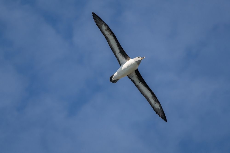 Picture of ANTARCTICA-SOUTH GEORGIA ISLAND-ELSEHUL BAY GREY-HEADED ALBATROSS SOARS ON AIR CURRENTS 