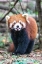 Picture of ASIA-CHINA-SICHUAN PROVINCE-CHENG DU-RED PANDA