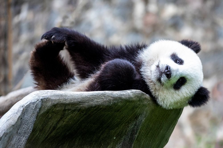 Picture of ASIA-CHINA-SICHUAN PROVINCE-MT QINCHENG TOWN-GIANT PANDA