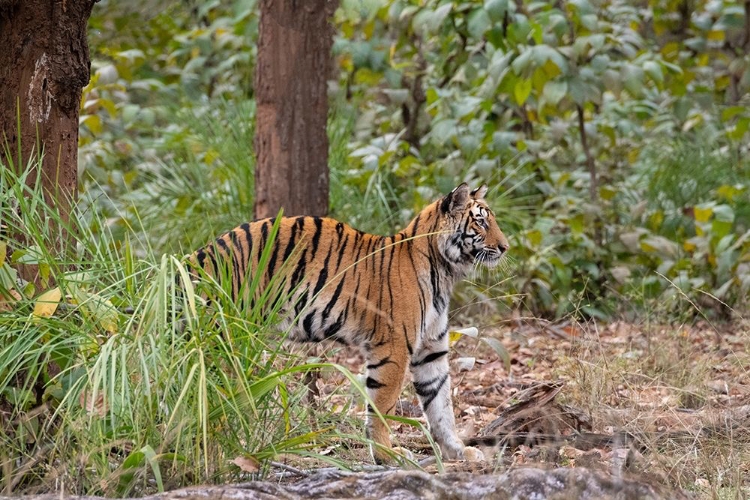 Picture of INDIA-MADHYA PRADESH-BANDHAVGARH NATIONAL PARK YOUNG FEMALE BENGAL TIGER STRETCHING