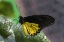 Picture of INDONESIA BIRDWING BUTTERFLY ON LEAF