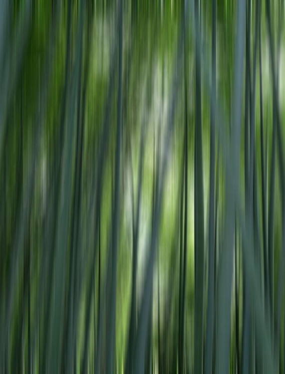 Picture of JAPAN-KYOTO ABSTRACT OF ARASHIYAMA BAMBOO GROVE