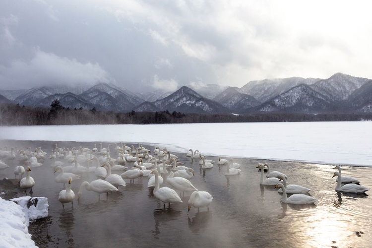 Picture of JAPAN-HOKKAIDO A GROUP OF WHOOPER SWANS CONGREGATE IN THE MIST