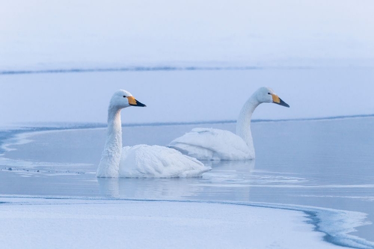 Picture of JAPAN-HOKKAIDO A PAIR OF WHOOPER SWANS SWIM