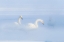 Picture of JAPAN-HOKKAIDO THREE WHOOPER SWANS FLOAT IN THE MIST