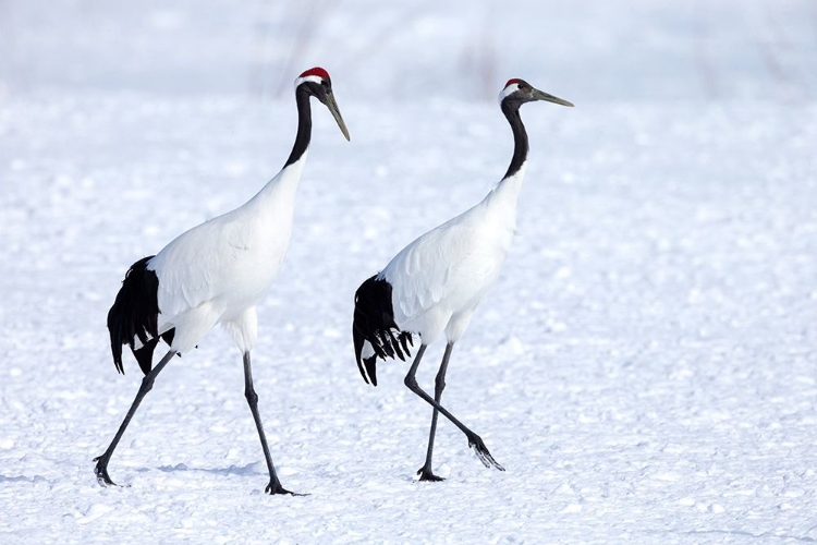 Picture of JAPAN-HOKKAIDO-KUSHIRO TWO RED-CROWNED CRANES BEGIN A COURTSHIP DANCE