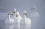 Picture of JAPAN-HOKKAIDO A GROUP OF WHOOPER SWANS FLOAT ON THE MISTY WATER